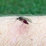 Mosquito Control in Colfax, North Carolina