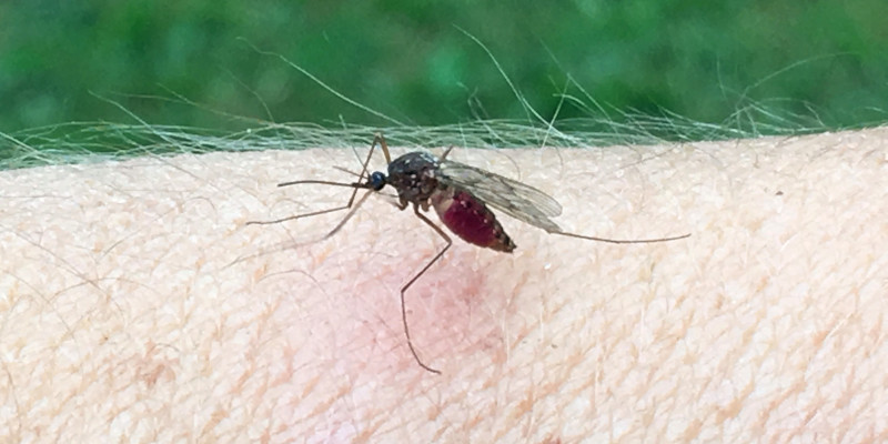Mosquito Control in Belews Creek, North Carolina
