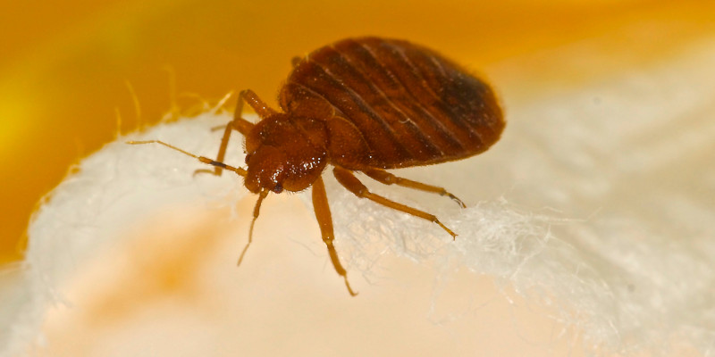 Bed Bug Control in Colfax, North Carolina