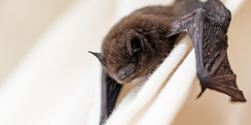 Bat Removal in Thomasville, North Carolina