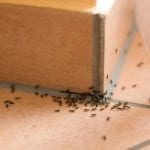 Ant Control in Colfax