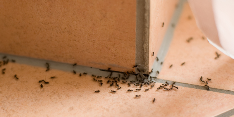 Ant Control in Belews Creek, North Carolina