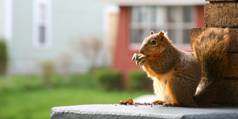 Squirrel Control in Winston-Salem, North Carolina