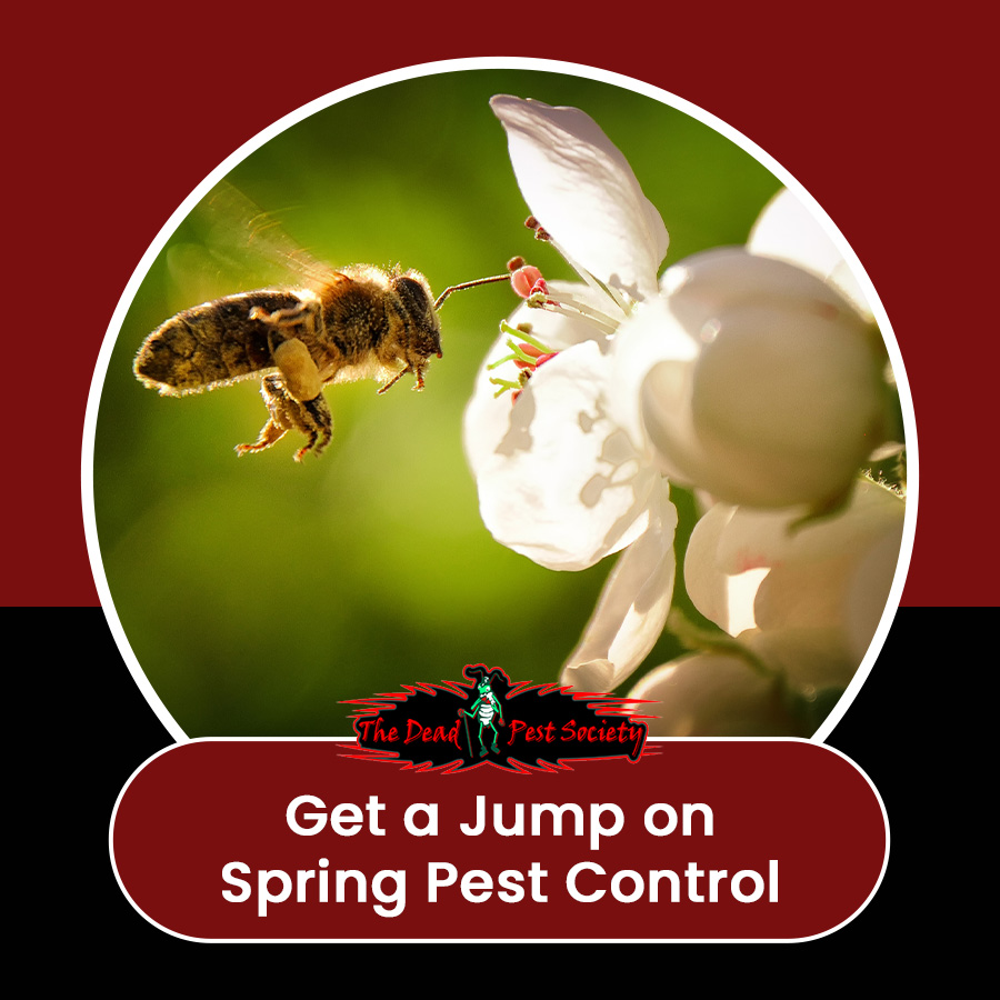 Get a Jump on Spring Pest Control