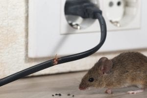 you should work with a pest control company