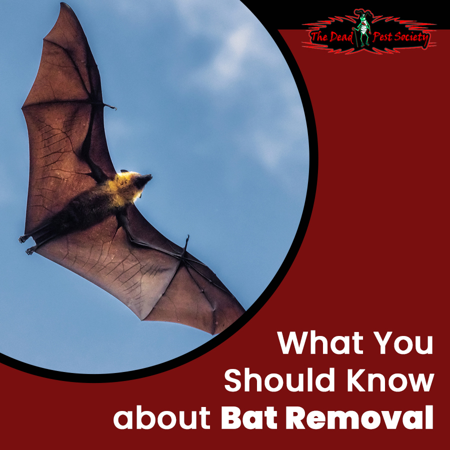 What You Should Know about Bat Removal in North Carolina