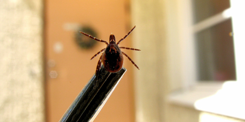 Tick Control in Winston-Salem, North Carolina