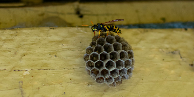 Wasp Control in Colfax, North Carolina