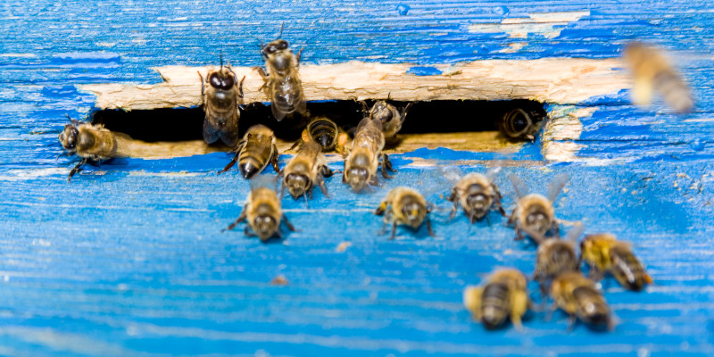 Bee Control in Colfax, North Carolina