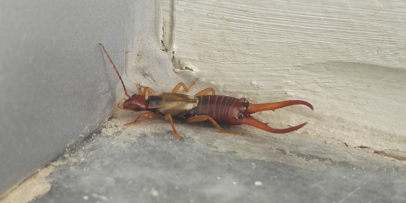 Earwig Control in Winston-Salem, North Carolina