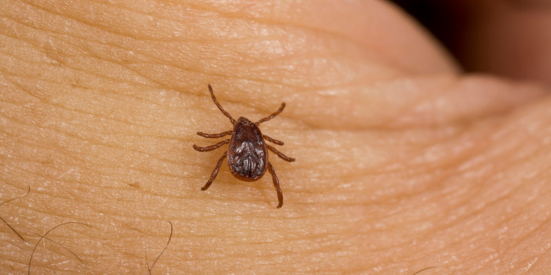 Flea Control in Belews Creek, North Carolina