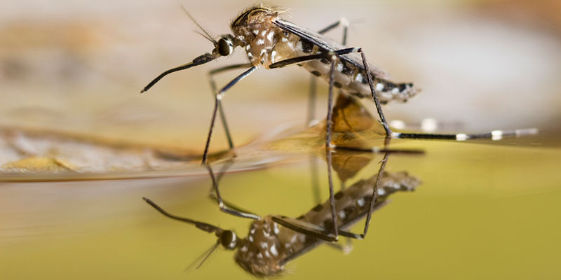 Expert Tips for Effective Mosquito Control