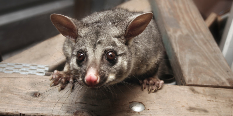 Possum Removal in Colfax, North Carolina