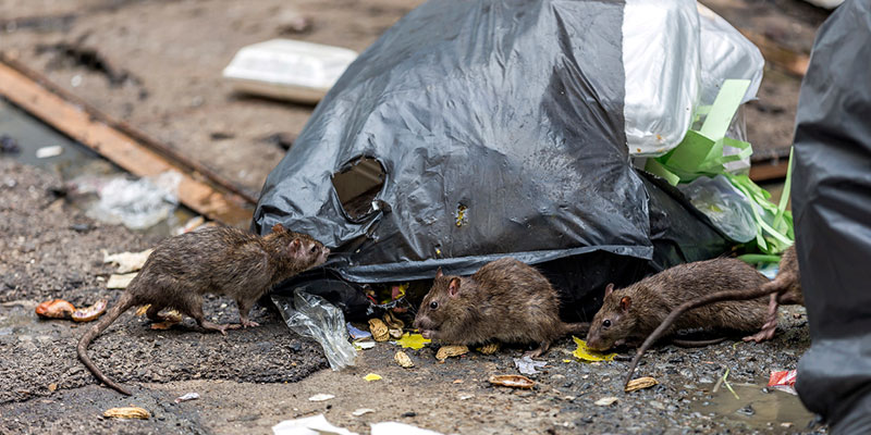 Proactive Rodent Control: How to Keep Rodents Out of Your Home