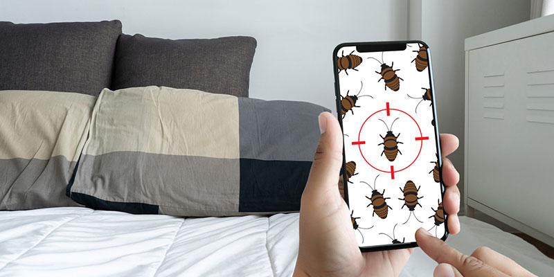 What You Need to Know About Bed Bug Control