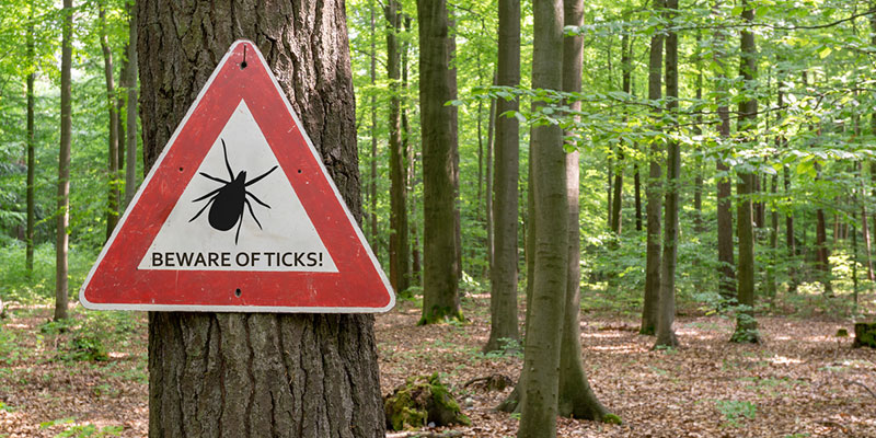 3 Advantages of Professional Tick Control