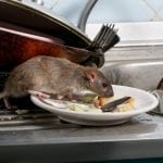 Rat Control in Winston-Salem, North Carolina