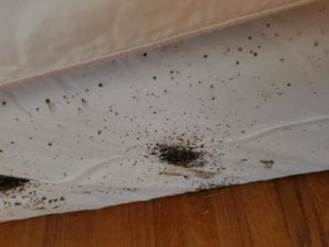 Bed Bug Control: Prevention and Treatment Methods You Should Know