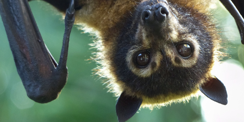 what to expect from your bat removal