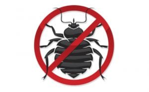 Bed Bug Control: Prevention and Treatment Methods You Should Know