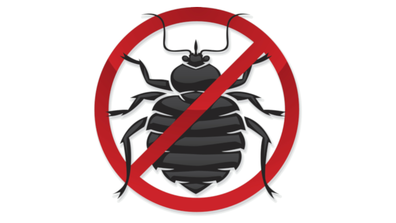 Bed Bug Control: Prevention and Treatment Methods You Should Know