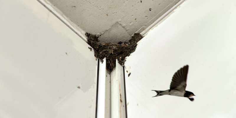 Bird Removal & Prevention in Winston-Salem, North Carolina