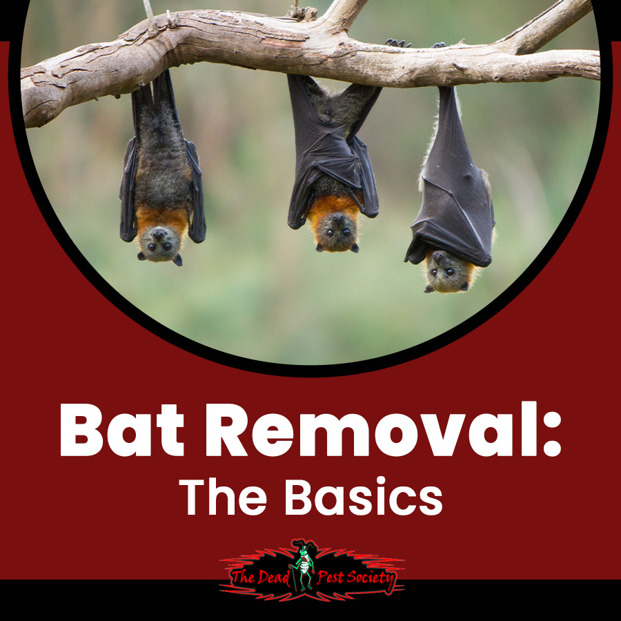 Bat Removal: The Basics
