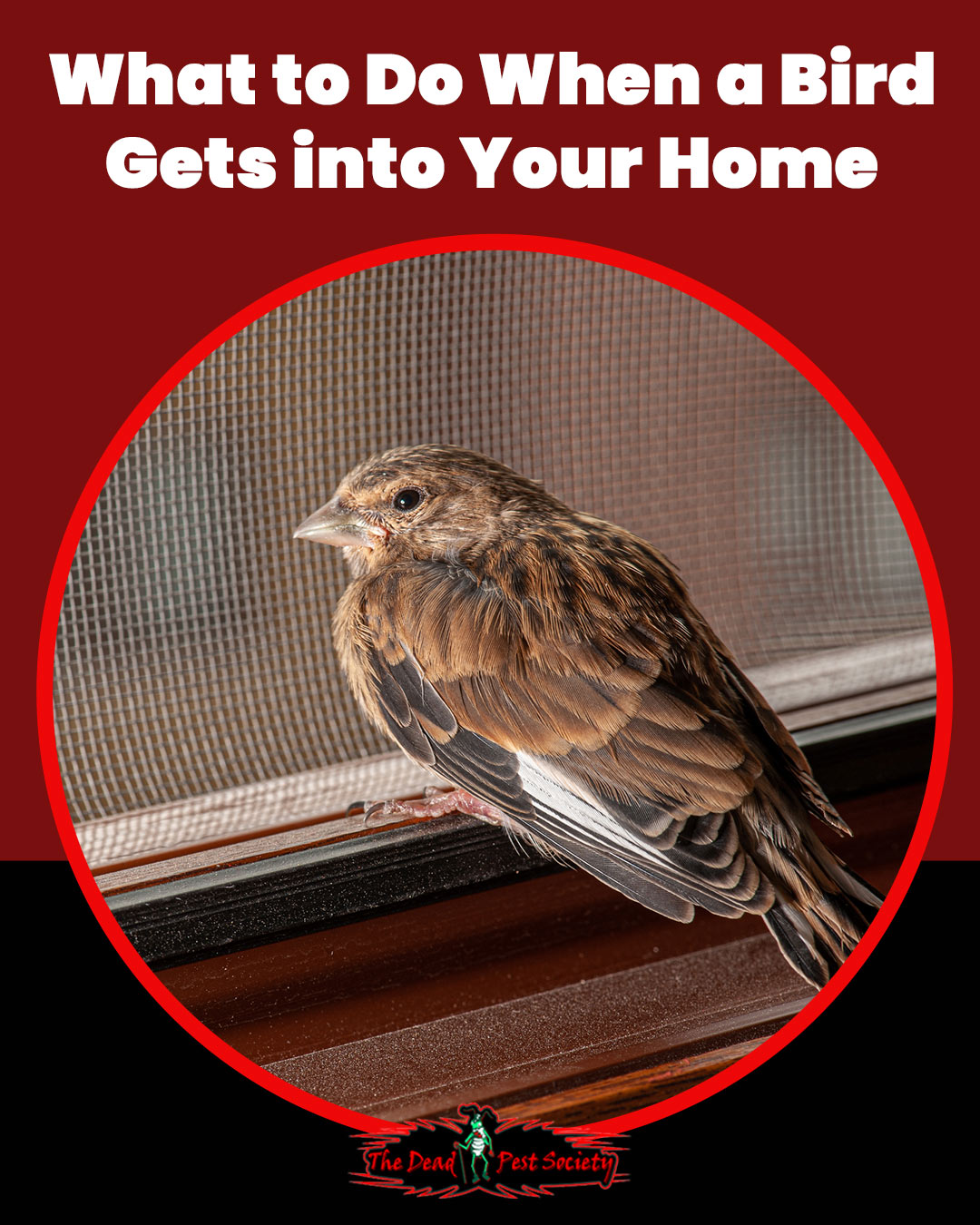Bird Removal: What to Do When a Bird Gets into Your Home