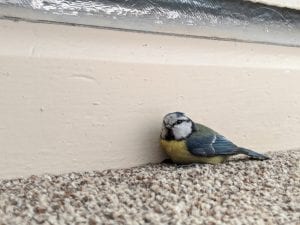 Bird Removal: What to Do When a Bird Gets into Your Home
