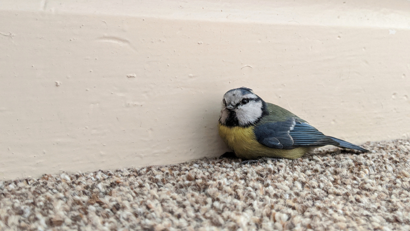 Bird Removal: What to Do When a Bird Gets into Your Home