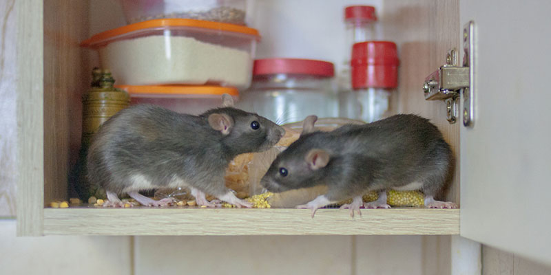 Don’t Delay Calling for Rat Control Services