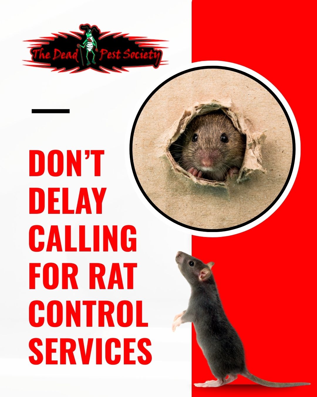 Don’t Delay Calling for Rat Control Services