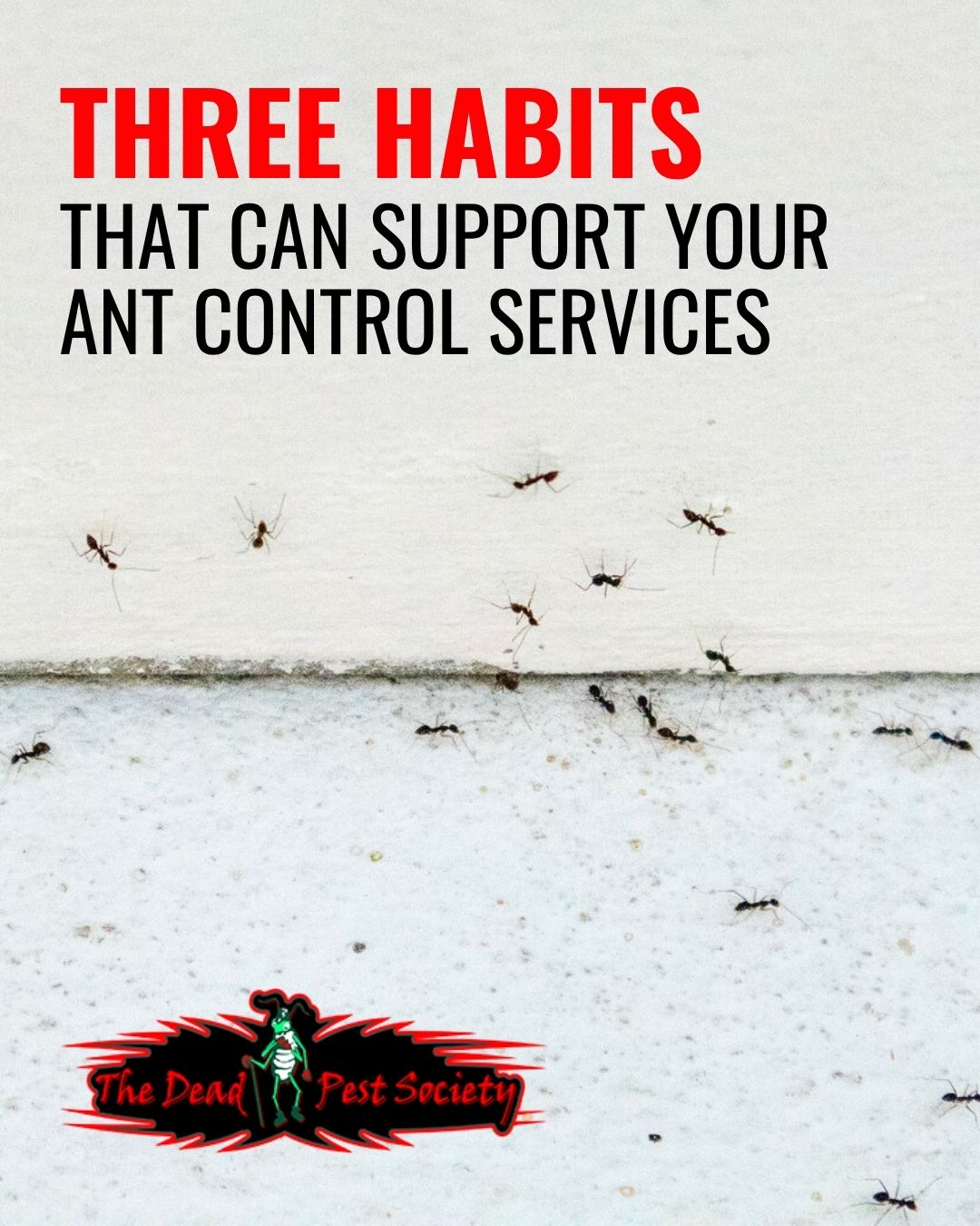 Three Habits That Can Support Your Ant Control Services