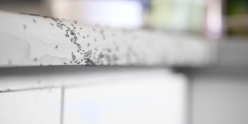 Three Habits That Can Support Your Ant Control Services