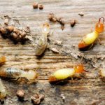 Termite Control in Colfax, North Carolina