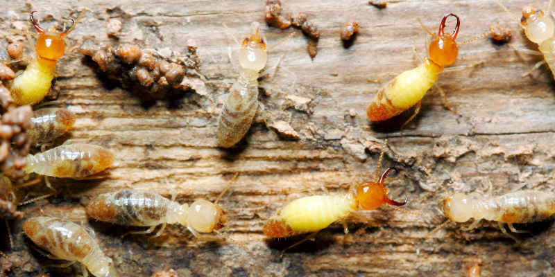Termite Control in Thomasville, North Carolina