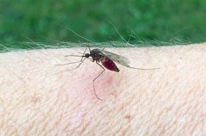 Why Do I Need Mosquito Control Services?