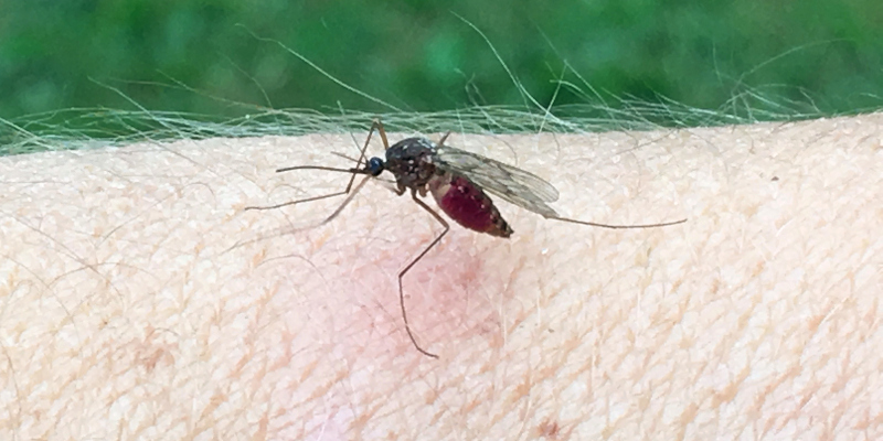 Why Do I Need Mosquito Control Services?
