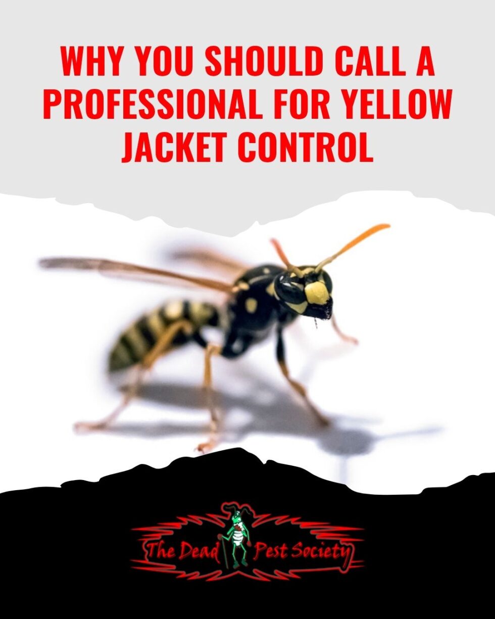 Yellow Control Why You Should Call a Professional for Yellow Jacket Control | The Dead ...