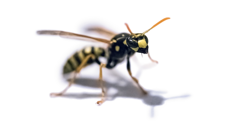Why You Should Call a Professional for Yellow Jacket Control