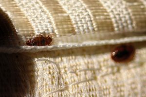 Why DIY Bed Bug Control Methods Don’t Work