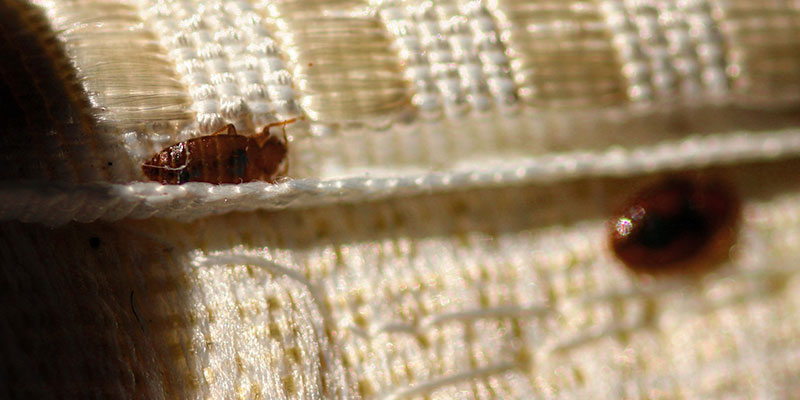 Why DIY Bed Bug Control Methods Don’t Work