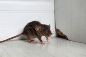 Top Signs You Need to Seek Rodent Control Services