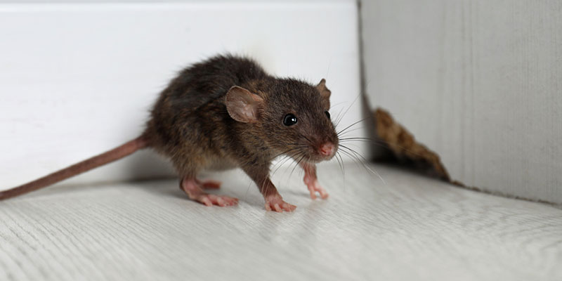 Top Signs You Need to Seek Rodent Control Services