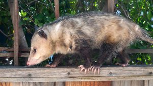 Tips for Choosing a Reliable Wildlife Removal Company