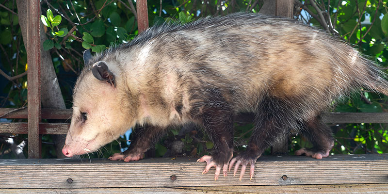 Tips for Choosing a Reliable Wildlife Removal Company | The Dead Pest  Society