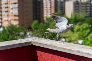 Important Benefits of Bird Prevention on Your Property