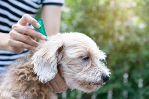 Year-Round Flea Control: Protecting Your Home and Pets