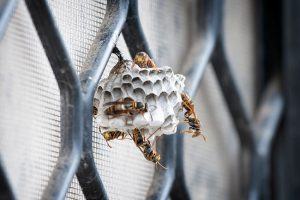 Wasp Control: Why These Insects Love Summer