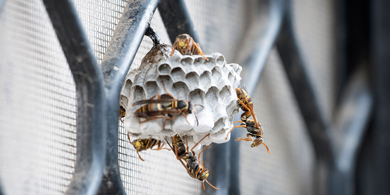 Wasp Control: Why These Insects Love Summer 